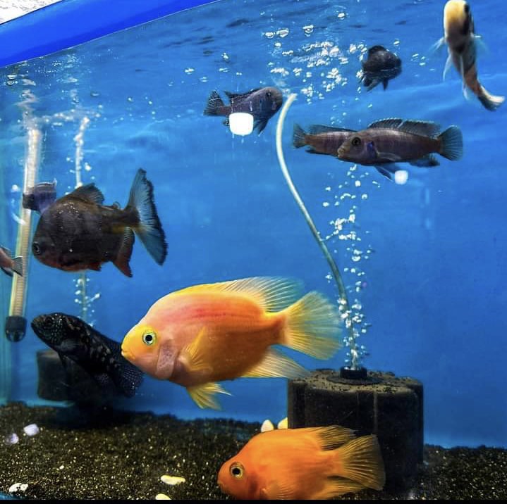 No description available.