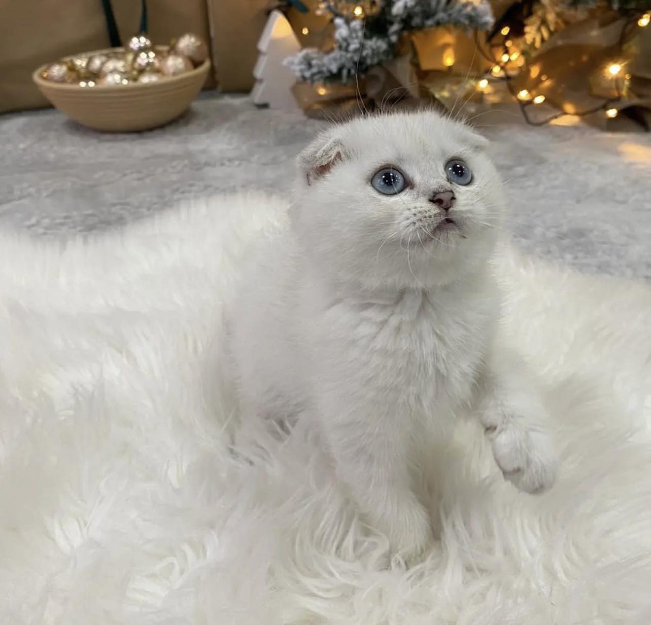 No description available.